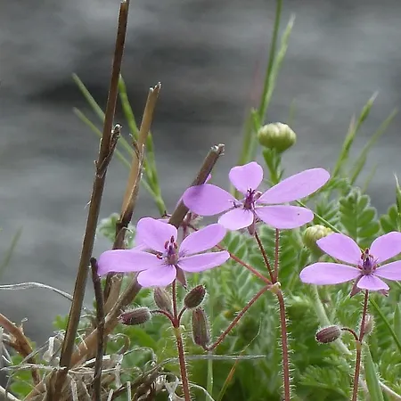Guest house El Cardenillo 2*