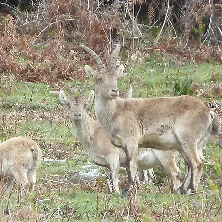 Guest house El Cardenillo 2*