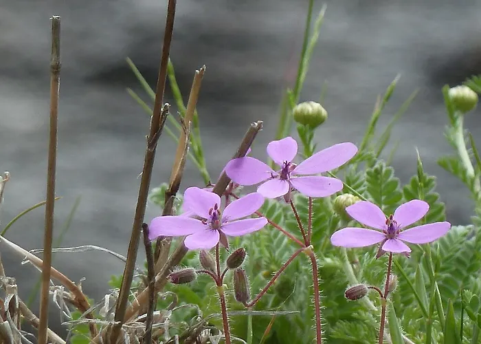 Gasthuis El Cardenillo 2*