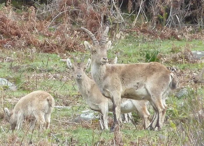 Penzion El Cardenillo 2*